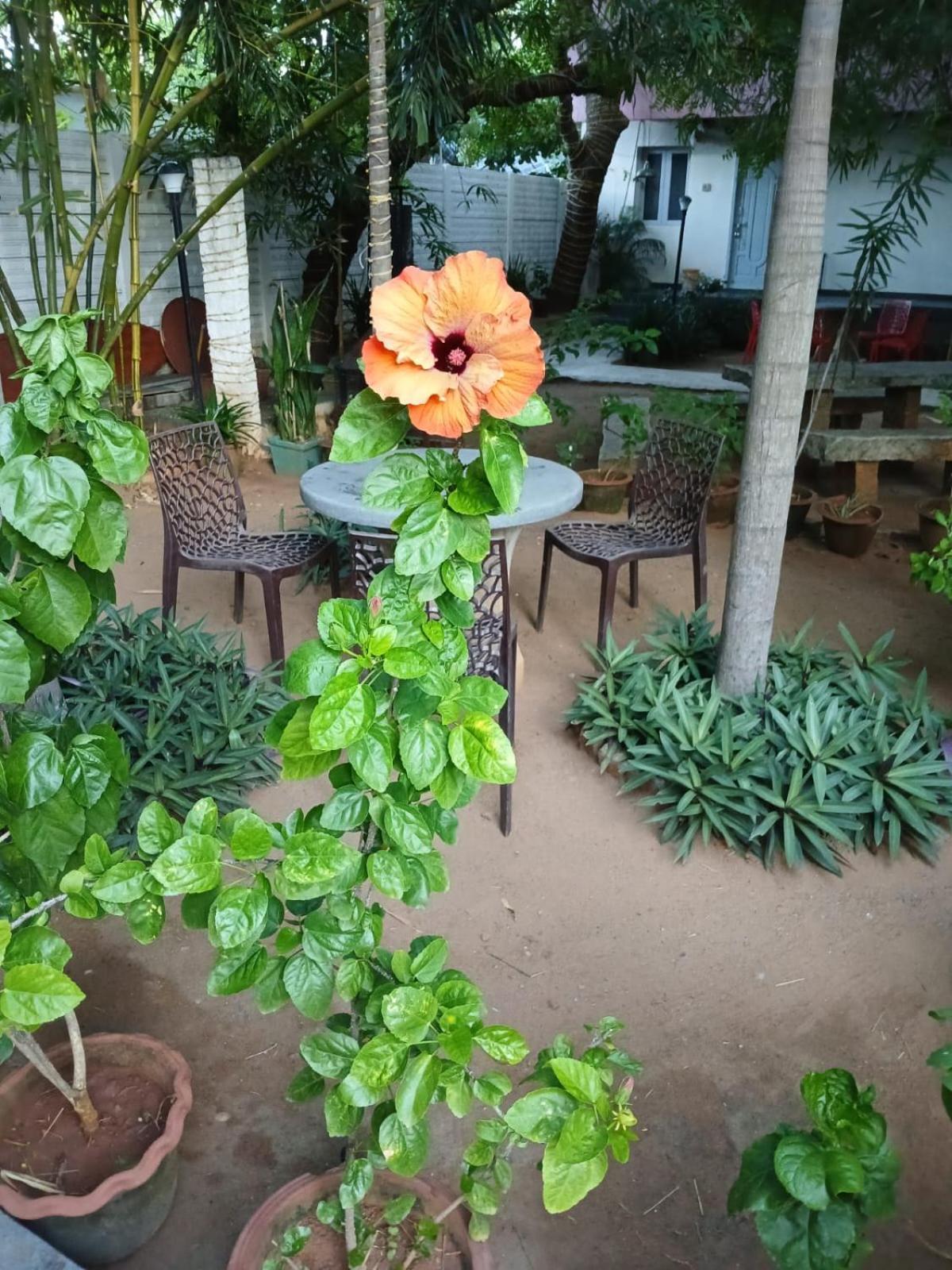 The Well Beach Side Guest House Auroville Bagian luar foto